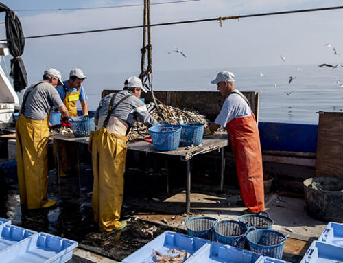 Cerca de 2.600 pescadores de 45 puertos españoles recogen más de 150 toneladas de basura marina